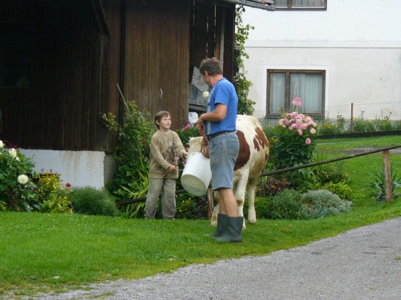 Erster Austrieb - © www.joggelehof.at