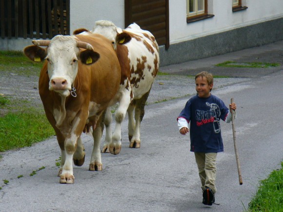 KÃ¼he holen - © www.joggelehof.at