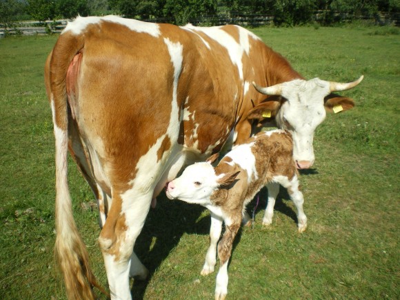 Tierwelt - © www.joggelehof.at Tierwelt - © www.joggelehof.at