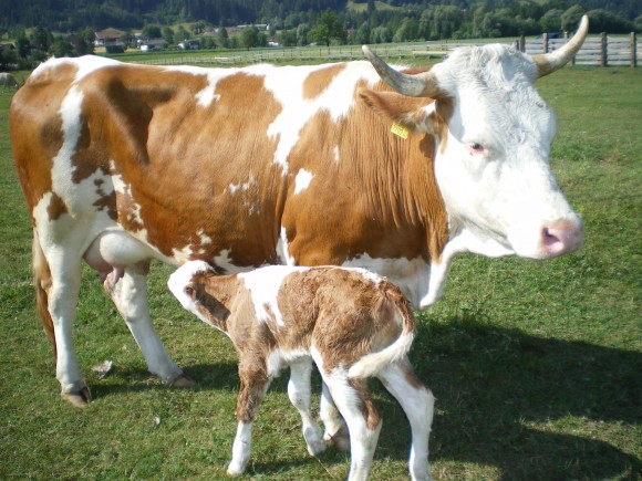 Tierwelt - © www.joggelehof.at Tierwelt - © www.joggelehof.at