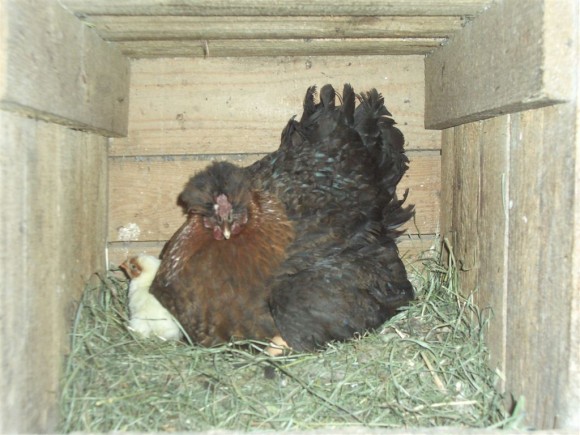 Tierwelt - © www.joggelehof.at Tierwelt - © www.joggelehof.at