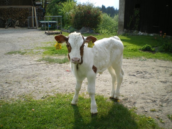 Tierwelt - © www.joggelehof.at Tierwelt - © www.joggelehof.at